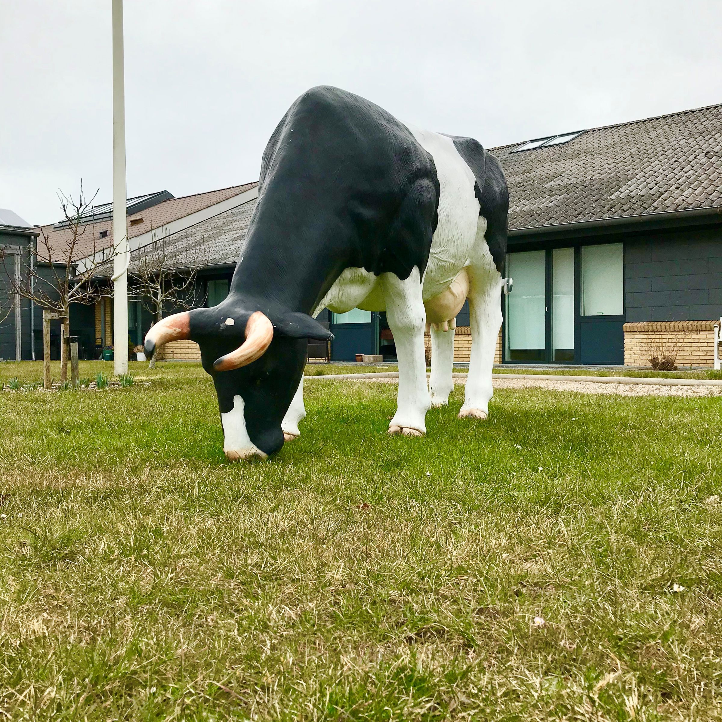 Ko