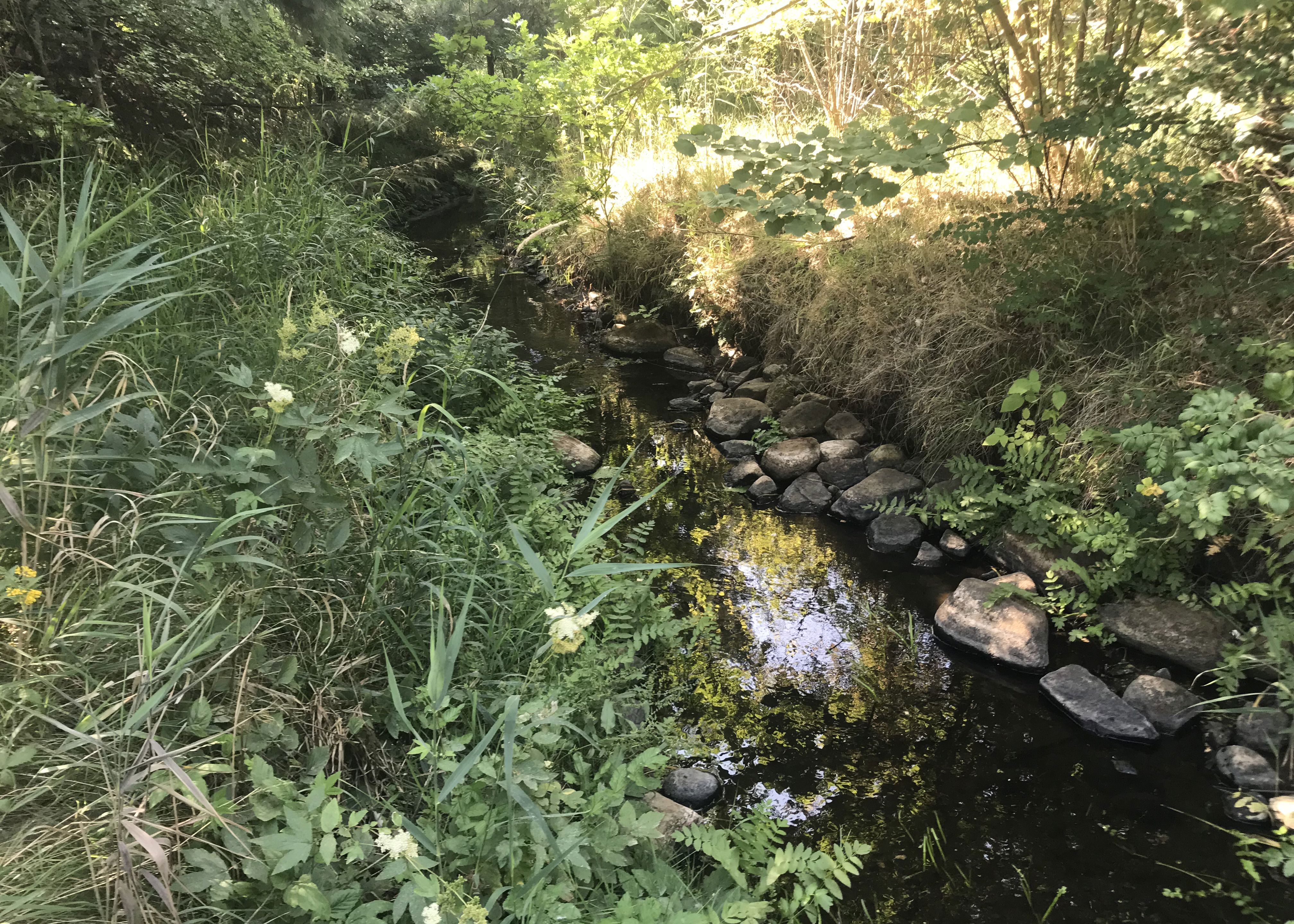 Et vandløb hvor der er udlagt sten i kanten